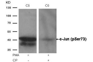 Western blot analysis of extracts from C6 cells, treated with PMA or calf intestinal phosphatase (CIP), using c-Jun (Phospho-Ser73) Antibody.