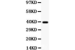 Anti-PD1 Picoband antibody ,  All lanes: Anti PD1  at 0. (PD-1 anticorps  (AA 101-288))