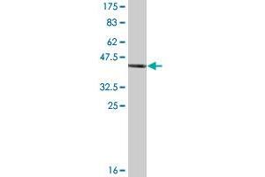 Western Blot detection against Immunogen (46.