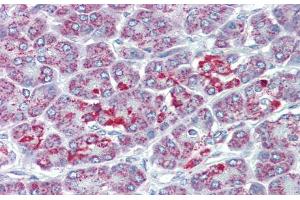 Immunohistochemistry with Human Pancrease lysate tissue at an antibody concentration of 5. (SLC39A5 anticorps  (N-Term))