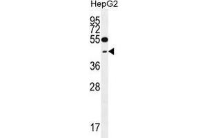 TXNL2 Antibody (N-term) western blot analysis in HepG2 cell line lysates (35 µg/lane). (GLRX3 anticorps  (N-Term))