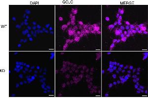 anti-Glutamate-Cysteine Ligase, Catalytic Subunit (GCLC) antibody