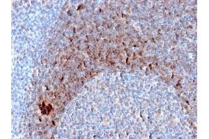Formalin-fixed, paraffin-embedded human Tonsil stained with CD79b Mouse Monoclonal Antibody (B29/123). (CD79b anticorps  (C-Term))