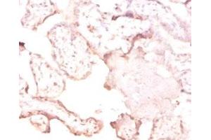 Immunohistochemistry of paraffin-embedded human placenta tissue using ABIN7166803 at dilution of 1:50