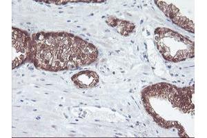 Image no. 3 for anti-Aminoacylase 1 (ACY1) antibody (ABIN1496455) (Aminoacylase 1 anticorps)