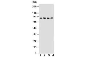 Western blot testing of NRG2 antibody and Lane 1:  rat liver