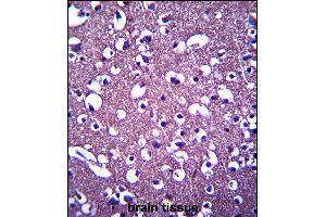 PCDHGA3 Antibody (Center) (ABIN657534 and ABIN2846552) immunohistochemistry analysis in formalin fixed and paraffin embedded human brain tissue followed by peroxidase conjugation of the secondary antibody and DAB staining. (PCDHGA3 anticorps  (AA 284-311))