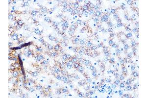 Immunohistochemistry of paraffin-embedded rat liver using NDUFS3 Rabbit mAb (ABIN7268820) at dilution of 1:100 (40x lens). (NDUFS3 anticorps)