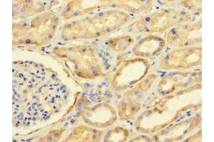 Immunohistochemistry of paraffin-embedded human kidney tissue using ABIN7165534 at dilution of 1:100 (FAM71A anticorps  (AA 381-594))