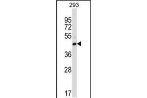 Western blot analysis in 293 cell line lysates (35ug/lane). (FCGR2C anticorps  (C-Term))
