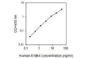 ELISA image for V-Erb-A erythroblastic Leukemia Viral Oncogene Homolog 4 (Avian) (ERBB4) ELISA Kit (ABIN4882770) (ERBB4 Kit ELISA)