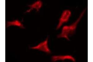 ABIN6276076 staining Hela by IF/ICC.