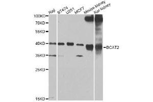 Western blot analysis of extracts of various cell lines, using BCAT2 Antibody. (BCAT2 anticorps  (AA 20-200))
