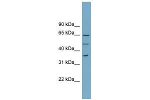 WDR33 antibody used at 1 ug/ml to detect target protein.