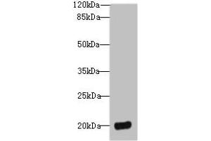 Western blot All lanes: DEFB129 antibody at 8 μg/mL + HL60 whole cell lysate Secondary Goat polyclonal to rabbit IgG at 1/10000 dilution Predicted band size: 21 kDa Observed band size: 21 kDa (DEFB129 anticorps  (AA 20-183))