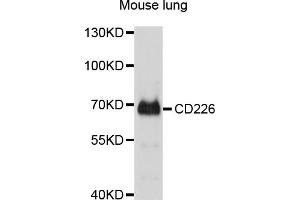 Western blot analysis of extracts of mouse lung, using CD226 antibody (ABIN4903182) at 1:1000 dilution. (CD226 anticorps)