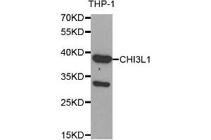 Western Blotting (WB) image for anti-Chitinase 3-Like 1 (Cartilage Glycoprotein-39) (CHI3L1) (AA 22-240) antibody (ABIN1679215) (CHI3L1 anticorps  (AA 22-240))