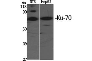 Western Blotting (WB) image for anti-X-Ray Repair Complementing Defective Repair in Chinese Hamster Cells 6 (XRCC6) (Ser5) antibody (ABIN5960007)