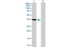 Western Blot analysis of CD5L expression in transfected 293T cell line by CD5L MaxPab polyclonal antibody. (CD5L anticorps  (AA 1-347))