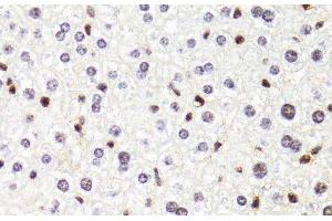 Immunohistochemistry of paraffin-embedded Mouse liver using POLR2B Polyclonal Antibody at dilution of 1:100 (40x lens). (POLR2B anticorps)