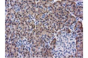 Immunohistochemical staining of paraffin-embedded Human pancreas tissue using anti-KCTD14 mouse monoclonal antibody. (KCTD14 anticorps)