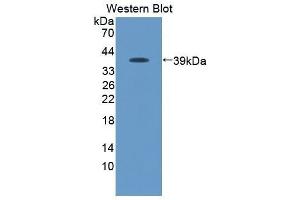 Western Blotting (WB) image for anti-Chemokine (C-C Motif) Ligand 19 (CCL19) (AA 159-258) antibody (ABIN3209351) (CCL19 anticorps  (AA 159-258))