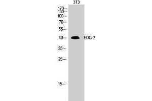 Western Blotting (WB) image for anti-Lysophosphatidic Acid Receptor 3 (LPAR3) (C-Term) antibody (ABIN3174876) (LPAR3 anticorps  (C-Term))