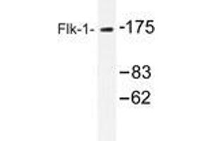 Western blot analysis of Flk-1 antibody in extracts from HepG2 cells. (VEGFR2/CD309 anticorps)