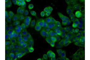 Anti-PDE4A mouse monoclonal antibody (ABIN2453430) immunofluorescent staining of COS7 cells transiently transfected by pCMV6-ENTRY PDE4A (RC207765).