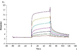 Cynomolgus/Rhesus macaque FcRn, His Tag captured on CM5 Chip via Anti-His Antibody can bind Anti-HER2 Antibody with an affinity constant of 0.