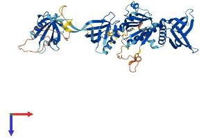 AlphaFold protein structure predicition of Mouse Recombinant Sntg2 Protein, UniprotID Q925E0