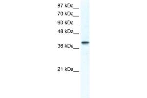 Western Blotting (WB) image for anti-Transcription Factor AP-4 (Activating Enhancer Binding Protein 4) (TFAP4) antibody (ABIN2461526) (TFAP4 anticorps)