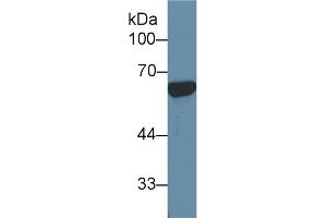 Detection of APOH in Mouse Serum using Polyclonal Antibody to Apolipoprotein H (APOH)