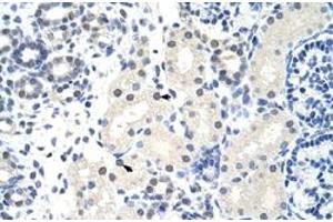 Immunohistochemical staining (Formalin-fixed paraffin-embedded sections) of human kidney with FOXG1 polyclonal antibody  at 4-8 ug/mL working concentration.