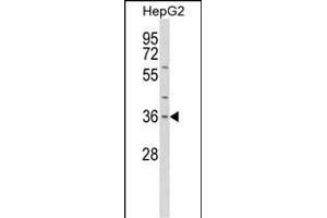 Western blot analysis of IL1A Antibody (Center) (ABIN652257 and ABIN2841071) in HepG2 cell line lysates (35 μg/lane). (IL1A anticorps  (AA 177-206))