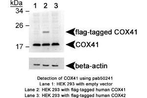 Image no. 1 for anti-Cytochrome C Oxidase Subunit IV Isoform 1 (COX4I1) (AA 1-100), (Internal Region), (Isoform 1) antibody (ABIN363550)