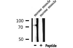 Western blot analysis of extracts from mouse muscle, using A-Myb Antibody. (MYBL1 anticorps  (Internal Region))