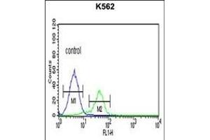 TR Antibody (C-term) 6545b flow cytometric analysis of K562 cells (right histogram) compared to a negative control cell (left histogram). (CD40 Ligand anticorps  (C-Term))