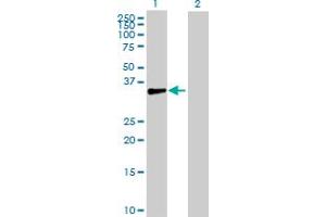 Western Blot analysis of DBC1 expression in transfected 293T cell line by DBC1 MaxPab polyclonal antibody.