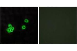 Immunofluorescence analysis of MCF7 cells, using PEA15 Antibody. (PEA15 anticorps  (AA 61-110))