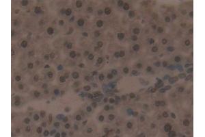 Detection of IRF2 in Mouse Liver Tissue using Polyclonal Antibody to Interferon Regulatory Factor 2 (IRF2)