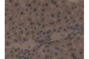 Detection of IRF2 in Mouse Liver Tissue using Polyclonal Antibody to Interferon Regulatory Factor 2 (IRF2) (IRF2 anticorps  (AA 1-349))