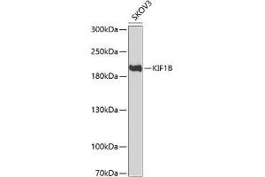 Western blot analysis of extracts of SKOV3 cells using KIF1B Polyclonal Antibody at dilution of 1:1000.