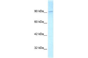 Human HeLa; WB Suggested Anti-KIF1C Antibody Titration: 2. (KIF1C anticorps  (C-Term))