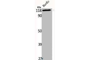 Western Blot analysis of HuvEc cells using Bek Polyclonal Antibody