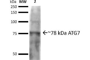 Western blot analysis of Rat brain cell lysates showing detection of ~77. (ATG7 anticorps  (N-Term) (PerCP))
