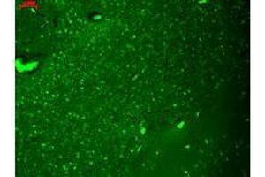 HCN4 (S114-10), Human Hippocampus