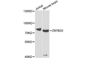 Western blot analysis of extracts of various cell lines, using ZBTB20 antibody (ABIN5974772) at 1/1000 dilution. (ZBTB20 anticorps)