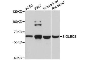 Western blot analysis of extracts of various cell lines, using SIGLEC8 antibody. (SIGLEC8 anticorps  (AA 17-363))