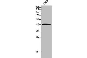 Western Blot analysis of L929 cells using GDF-3 Polyclonal Antibody